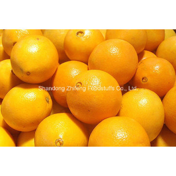 Chinese Fresh Navel Orange in High Quality